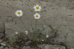 Tripleurospermum caucasicum