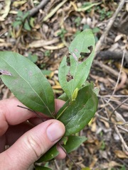 Cryptocarya triplinervis triplinervis