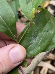 Cryptocarya triplinervis triplinervis