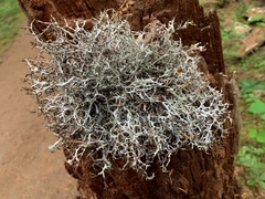 Platismatia stenophylla