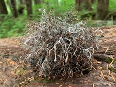 Platismatia stenophylla