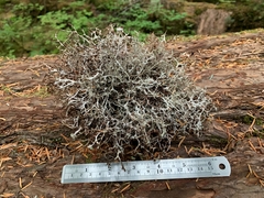 Platismatia stenophylla