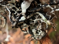 Platismatia stenophylla