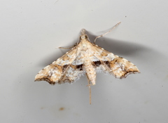 Palaeodes samealis