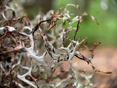 Platismatia stenophylla