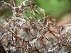 Platismatia stenophylla