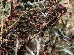 Platismatia stenophylla