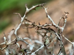 Platismatia stenophylla