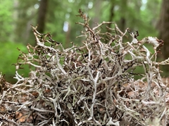 Platismatia stenophylla