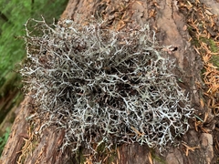 Platismatia stenophylla