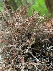 Platismatia stenophylla