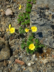Potentilla vulcanicola