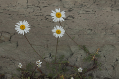 Tripleurospermum caucasicum