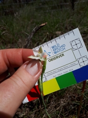 Thelymitra albiflora