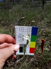 Thelymitra albiflora