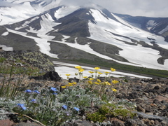Potentilla vulcanicola