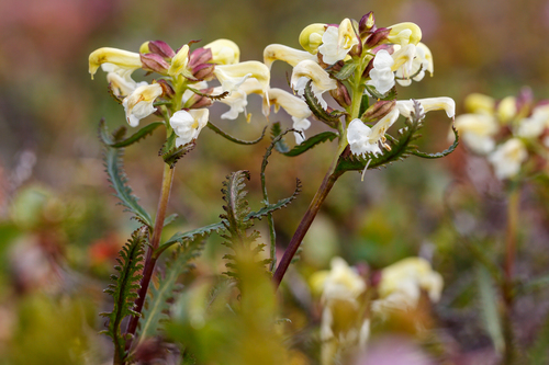 Northern Lousewort