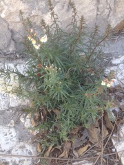 Antirrhinum siculum
