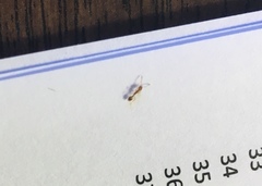 Monomorium pharaonis