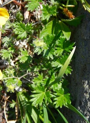 Potentilla vulcanicola