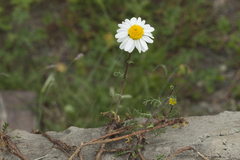 Tripleurospermum caucasicum
