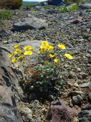 Potentilla vulcanicola