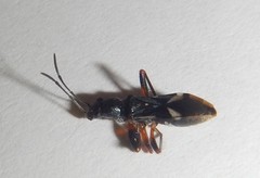 Daerlac cephalotes