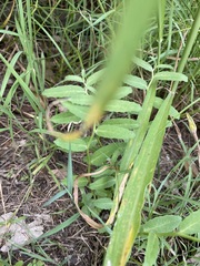Lobelia concolor