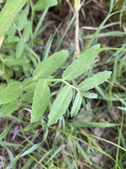Lobelia concolor