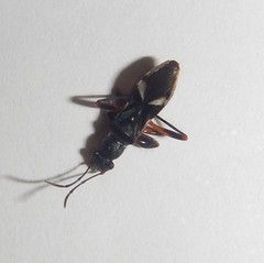 Daerlac cephalotes