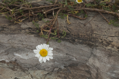 Tripleurospermum caucasicum