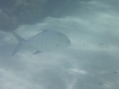 Ferdauia ferdau
