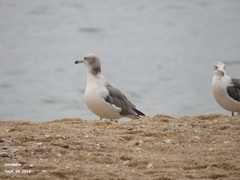Larus crassirostris