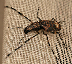 Chirotenon longimanus