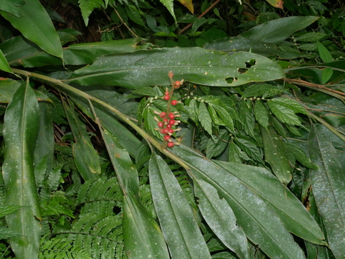 Alpinia kawakamii, photograph 6