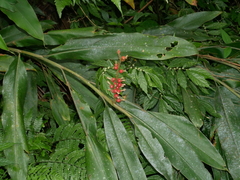 Alpinia kawakamii, photograph (c) Jacy Chen, some rights reserved (CC BY)