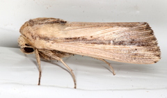 Leucania stenographa