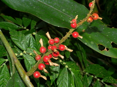 Alpinia kawakamii, photograph (c) Jacy Chen, some rights reserved (CC BY)