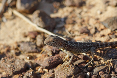 Ctenophorus isolepis