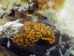 Botrylloides diegensis