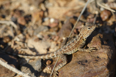 Ctenophorus isolepis