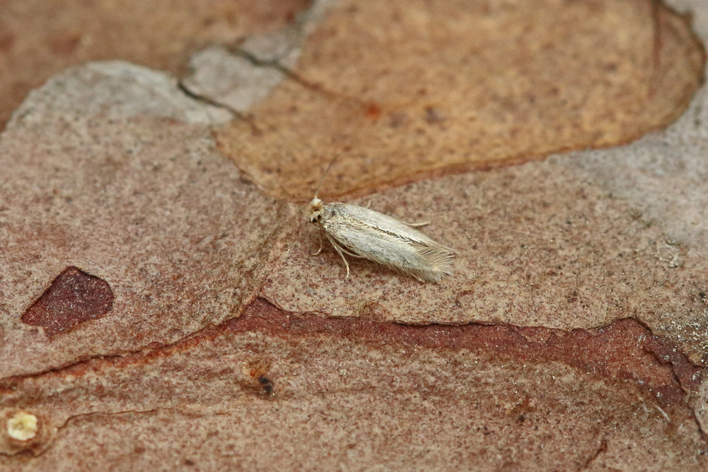 Broom Pigmy
