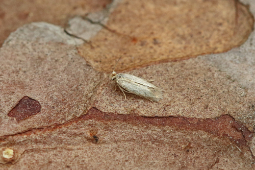 Broom Pigmy