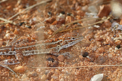 Ctenophorus isolepis