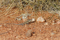 Ctenophorus isolepis