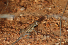 Ctenophorus isolepis