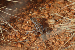 Ctenophorus isolepis