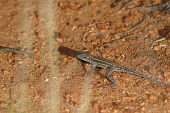 Ctenophorus isolepis