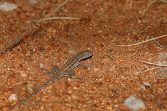 Ctenophorus isolepis