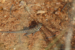 Ctenophorus isolepis